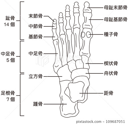 Foot bones skeletal diagram 109687051