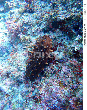 Sea cucumber Sea cucumber 109687111