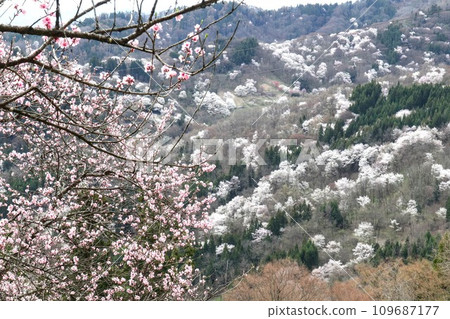 櫻花盛開的里山風景 櫻花盛開的里山風景 109687177