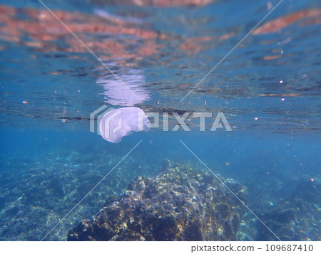 布卡普卡水母 109687410