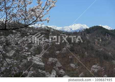 The silver Northern Alps visible beyond the countryside where wild cherry blossoms bloom The silver Northern Alps visible beyond the countryside where wild cherry blossoms bloom 109687495