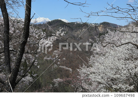 北阿爾卑斯山和殘雪的野櫻花 109687498