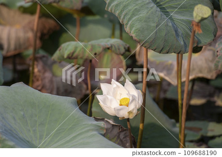 THAILAND AMPHAWA LOTUS PLANT 109688190
