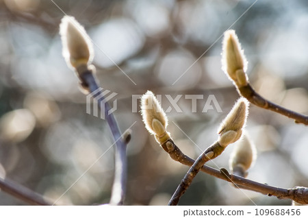 Spring spider waiting for spring 109688456