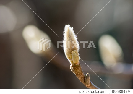 Spring spider waiting for spring 109688459