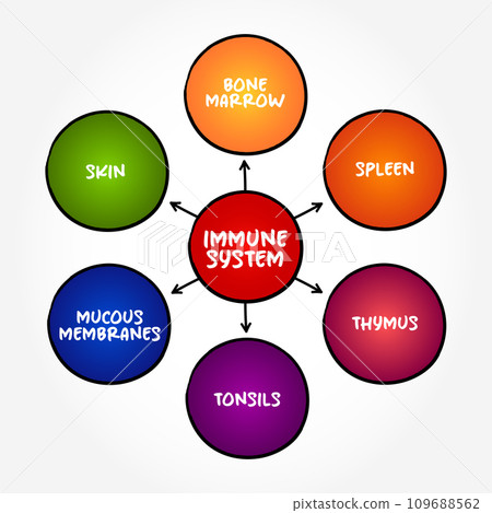 Immune System - complex network of organs that defends the body against infection, mind map concept background Immune System - complex network of organs that defends the body against infection, mind map concept background 109688562
