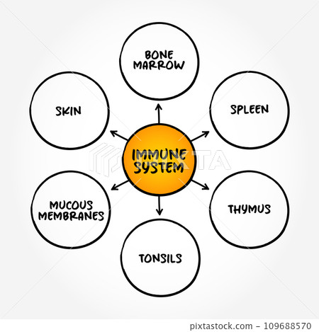 Immune System - complex network of organs that defends the body against infection, mind map concept background Immune System - complex network of organs that defends the body against infection, mind map concept background 109688570
