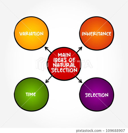 Main ideas of natural selection (differential survival and reproduction of individuals due to differences in phenotype) mind map text concept background Main ideas of natural selection (differential survival and reproduction of individuals due to differences in phenotype) mind map text concept background 109688907