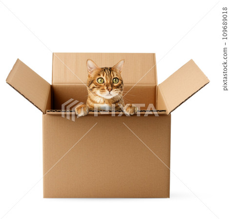 Cute Bengal cat sitting in a cardboard box. 109689018