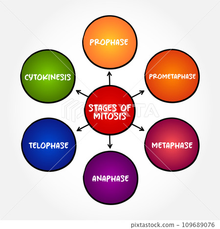 Stages of Mitosis mind map text concept for presentations and reports Stages of Mitosis mind map text concept for presentations and reports 109689076
