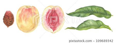 Peach Set Watercolor illustration. Fruit half with seed and leaves. Hand drawn clip art on isolated white background. Painting of sweet food. Botanical drawing of summer plant 109689342