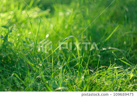 Juicy and bright green grass in sunlight. Close up. Green lawn background. The texture of new grass growing in a field. Abstract natural backdrop with beauty blurred bokeh. Selective focus. Macro 109689475