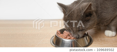 Cat Eating Wet Cat Food. Tabby Gray Kitten Eats Special Food from Silver Steel Bowl against White Wall. Close up. Cute Hungry Feline at Home. Domestic Animal Care. Side View, Copy Space. Pet Feeding 109689502