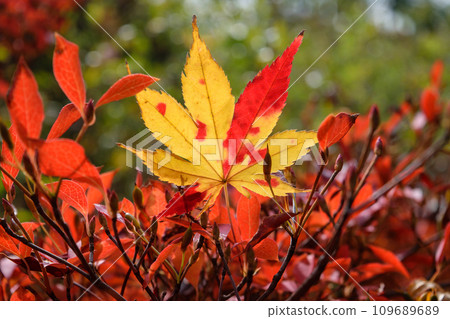 Leaves of maple Leaves of maple 109689689