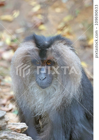 White-tailed monkey White-tailed monkey 109690633