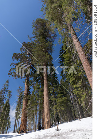 Snow-covered sequoia tree park, winter wonderland Snow-covered sequoia tree park, winter wonderland 109691514