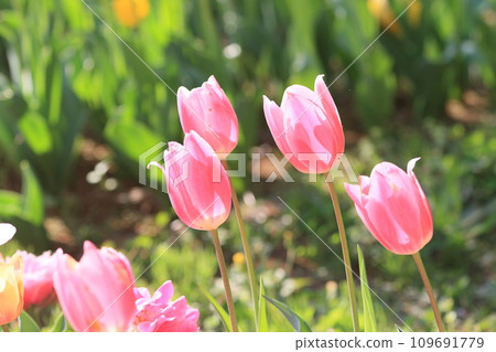 pink tulips shining in the sun pink tulips shining in the sun 109691779
