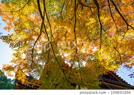 Higashiyama Ward, Kyoto City: yellowed maple leaves and main hall of the temple 109691894