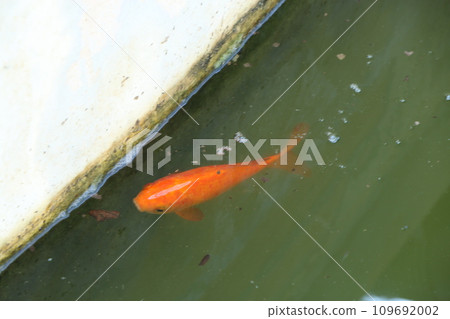 金魚 109692002