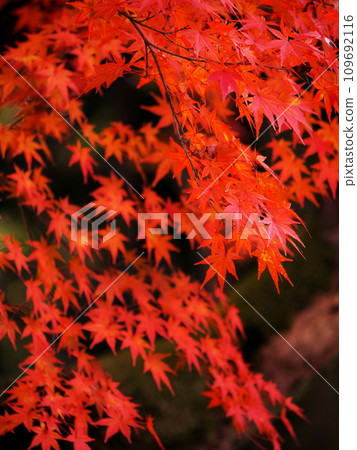 鮮紅的秋葉 109692116