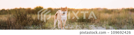 Panorama, Panoramic View Shot Scene Copy Space Young Red Shiba Inu Puppy Dog Standing Outdoor During Sunset. Panorama, Panoramic View Shot Scene Copy Space Young Red Shiba Inu Puppy Dog Standing Outdoor During Sunset. 109692426