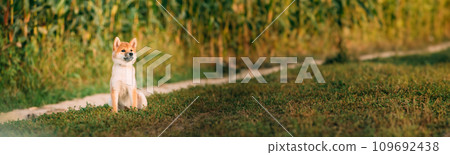 Young Red Shiba Inu Puppy Dog Sitting Outdoor In Road Through Corn Field. Panorama, Panoramic View Shot Scene Copy Space Young Red Shiba Inu Puppy Dog Sitting Outdoor In Road Through Corn Field. Panorama, Panoramic View Shot Scene Copy Space 109692438
