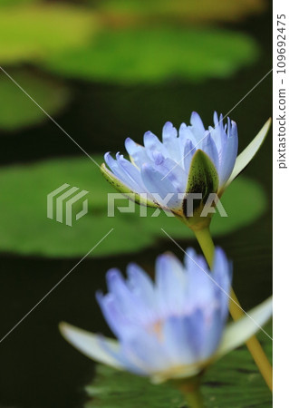 水錶面上的荷花反射 109692475