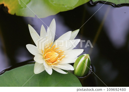 水錶面上的荷花反射 水錶面上的荷花反射 109692480