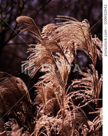 The autumn sunny shin Suki The autumn sunny shin Suki 109692642