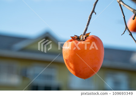 persimmon tree branch natural persimmon tree かき persimmon persimmon tree branch natural persimmon tree かき persimmon 109693349