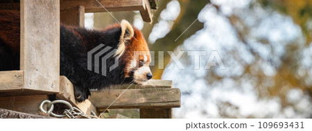 日本 動物園 小熊貓 紅熊貓 red panda レッサーパンダ 109693431