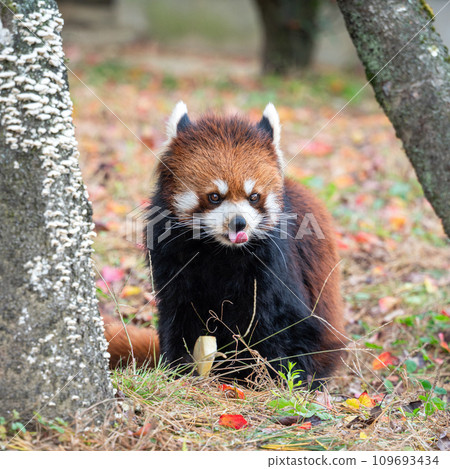 日本 動物園 小熊貓 紅熊貓 red panda レッサーパンダ 日本 動物園 小熊貓 紅熊貓 red panda レッサーパンダ 109693434