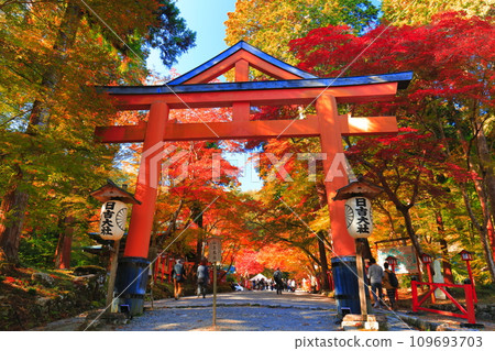 [Shiga Prefecture] Autumn leaves at Hiyoshi Taisha Shrine on a clear day (Sanno Torii) 109693703