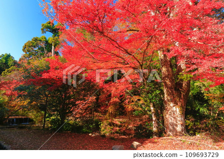[Shiga Prefecture] Autumn leaves at Hiyoshi Taisha Shrine on a clear day 109693729