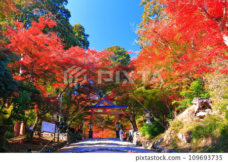 [滋賀郡]晴天日吉大社的紅葉（山王鳥居） 109693735