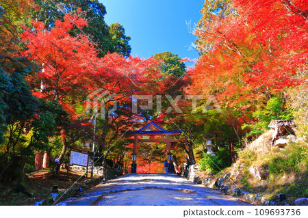 [滋賀郡]晴天日吉大社的紅葉（山王鳥居） 109693736