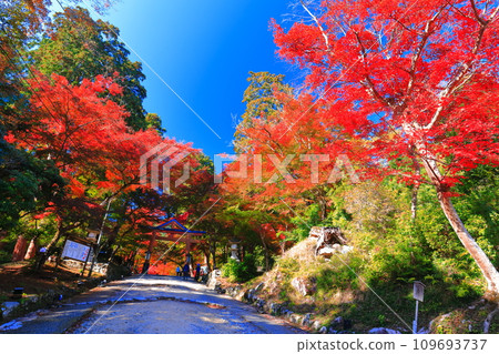 [滋賀郡]晴天日吉大社的紅葉（山王鳥居） 109693737