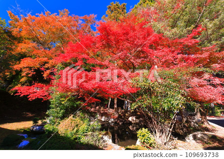 [Shiga Prefecture] Autumn leaves at Hiyoshi Taisha Shrine on a clear day 109693738