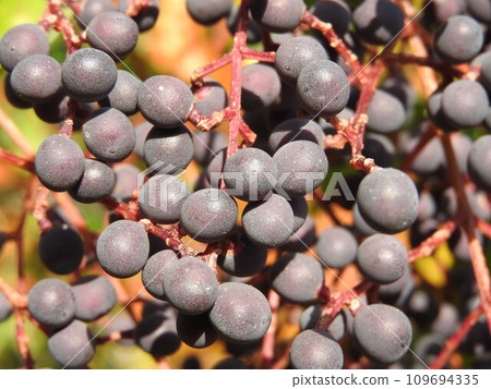 Pisces glutinous fruit (ripe and black) Pisces glutinous fruit (ripe and black) 109694335