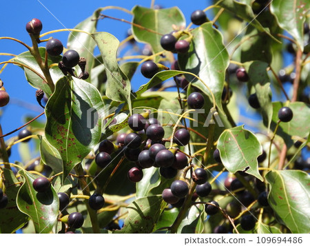 樟樹果實 樟樹果實 109694486