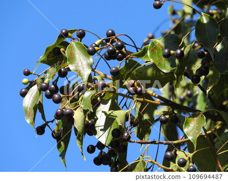 樟樹果實 樟樹果實 109694487
