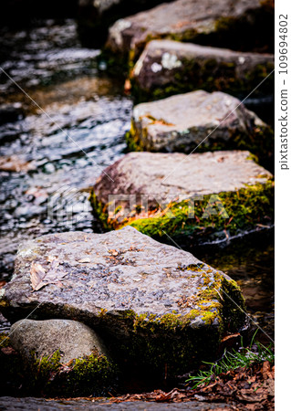 苫小牧北海道大學研究林風景 109694802