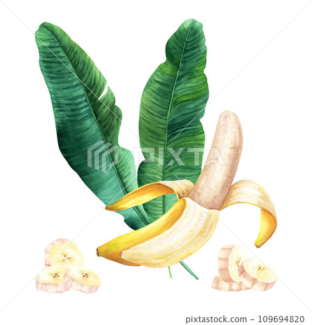 Watercolor composition with banana tree leaves and fruit banana. Hand drawn botanical illustration isolated on white background. For clip art cards invitation label package Watercolor composition with banana tree leaves and fruit banana. Hand drawn botanical illustration isolated on white background. For clip art cards invitation label package 109694820