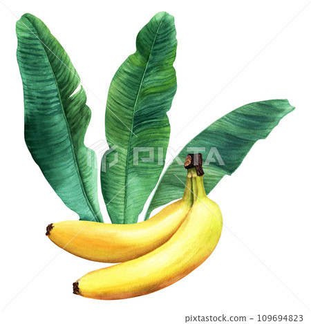 Watercolor composition with banana tree leaves and fruit. Hand drawn botanical illustration isolated on white background. For clip art cards invitation label package Watercolor composition with banana tree leaves and fruit. Hand drawn botanical illustration isolated on white background. For clip art cards invitation label package 109694823