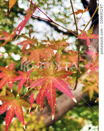 楓葉景觀與生動的秋葉 楓葉景觀與生動的秋葉 109695247