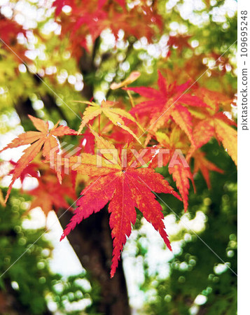 槭樹特寫鏡頭離開做秋葉 109695248