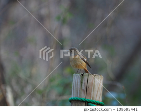 Daurian Redstart perching on the fence in the park 109695441
