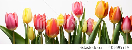 Bouquet of tulips isolated on a white background, 109695519