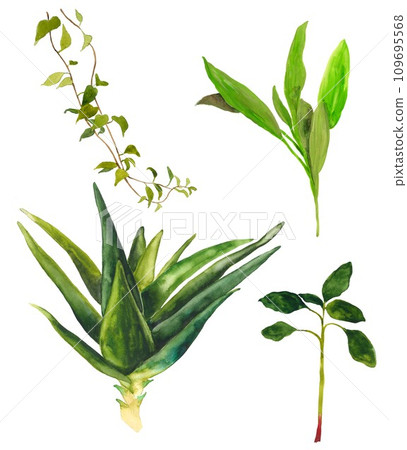 Watercolor hand drawn indoor plants 109695568