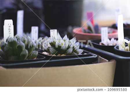 許多多肉植物十二卷 109695580